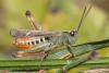 Omocestus rufipes
